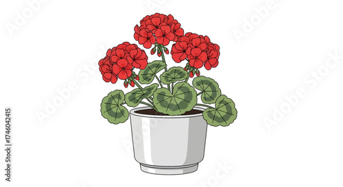 Vibrant red geraniums in a white pot, a delightful potted plant illustration showcasing lush green foliage and bright red blossoms