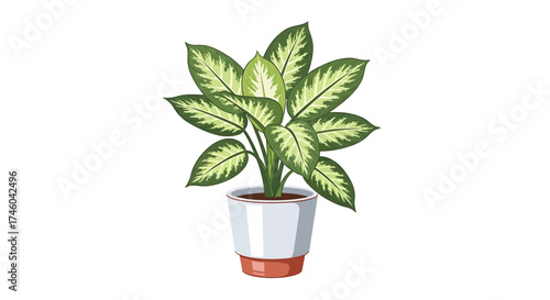 A vibrant potted Dieffenbachia plant with large, variegated leaves, perfect for home decor and bringing a touch of nature indoors