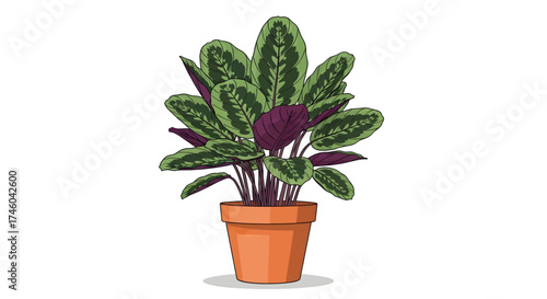 Potted Calathea Rattlesnake Plant with Detailed Leaf Pattern and Orange Terracotta Pot