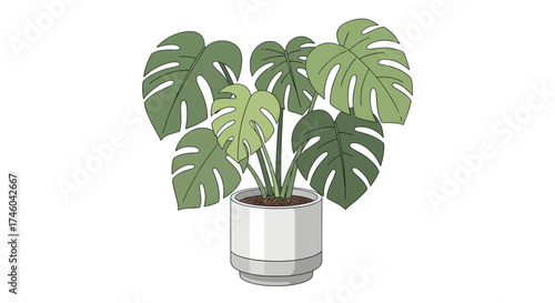 Tropical Monstera Plant in a Modern White Pot, a Beautiful Indoor Houseplant