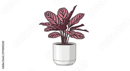 A vibrant potted plant with striking pink and green patterned leaves, adding a touch of natural beauty to any indoor space