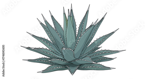 Illustration of a blue-green agave plant with sharp leaves and prickly edges on a white background, capturing its succulent nature