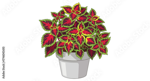 Vibrant Houseplant with Red and Green Leaves in a White Pot