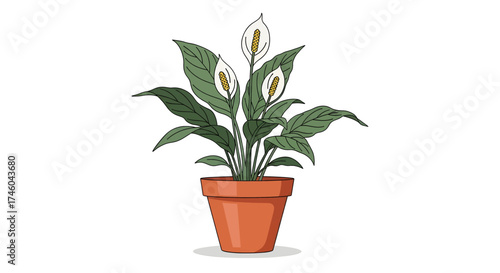 Elegant Peace Lily houseplant with blooming white flowers in a terracotta pot. An isolated botanical vector illustration on a white background