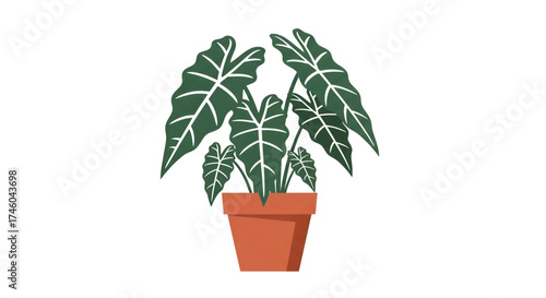 A stylish vector illustration of a tropical Alocasia houseplant with large, patterned leaves in a terracotta pot, isolated on a white background