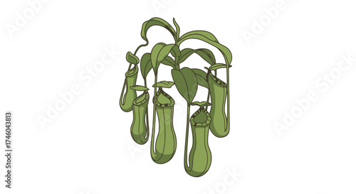 A cluster of hanging pitcher plants with long green leaves and vibrant green pods