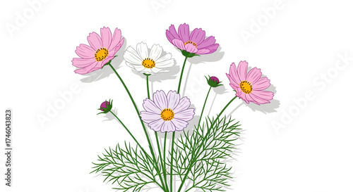 Delicate cosmos flowers with green leaves and buds, beautifully illustrated in a clean, vector style