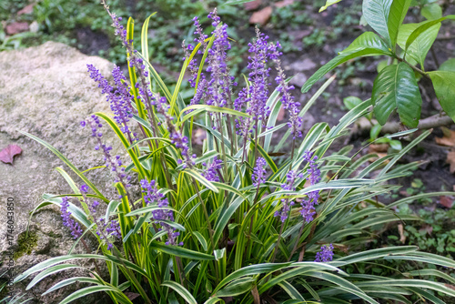 Flores lilas