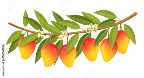 Vector illustration of a blooming mango tree branch with ripe tropical fruits and green leaves isolated on a white background