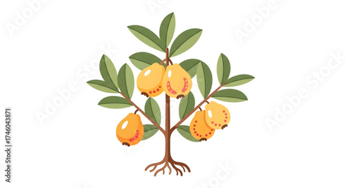 Stylized vector illustration of a small loquat tree with ripe yellow fruits, green leaves, and visible roots on a white background