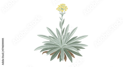 Illustration of a delicate flowering plant with elongated silvery-grey leaves and a cluster of small yellow blossoms atop a slender stem, set against a plain white background
