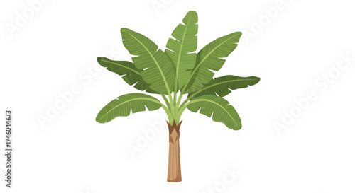 Illustration of a lush green banana tree with large, broad leaves and a brown trunk, isolated on a white background