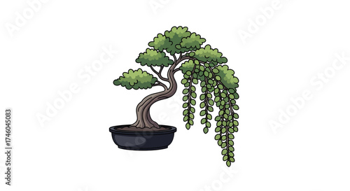 A beautifully cultivated, weeping bonsai tree in a dark ceramic pot, showcasing delicate green foliage and a gracefully curved trunk