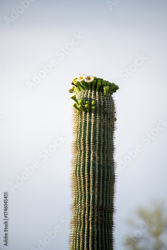 Cactus Flowers