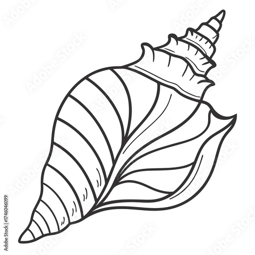 Detailed line art of a conch shell
