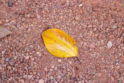 Hoja caída