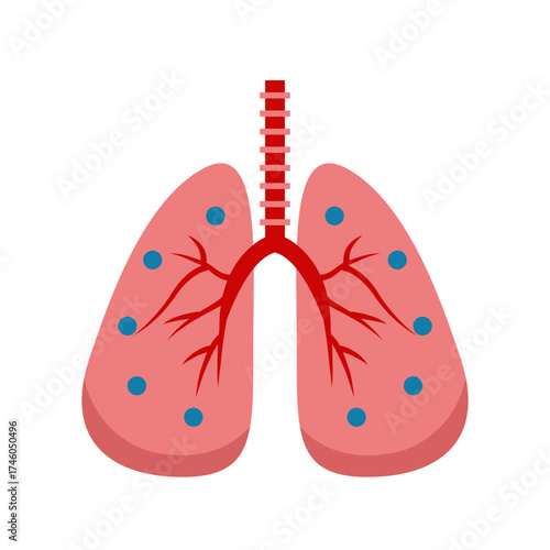 Anatomy Of Lungs With Asthma