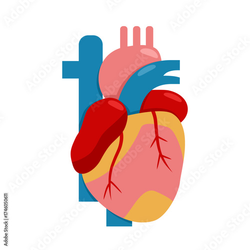 Anatomy Of Coronary Artery Disease