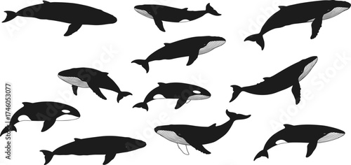 Whale silhouette collection, ocean marine life illustration, aquatic wildlife vector art, underwater animal design, sea nature concept, humpback and killer whale