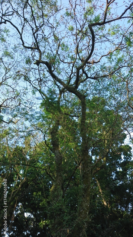 Fototapeta premium A tall tree with intricate branches reaching towards the sky, set against a clear blue sky.