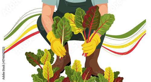 Hardworking Gardener Harvesting Fresh Chard Vegetables For A Healthy Kitchen Garden