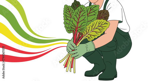 Harvest Scene Showing Person Crouching With Bundle Of Fresh, Organic Chard Vegetables