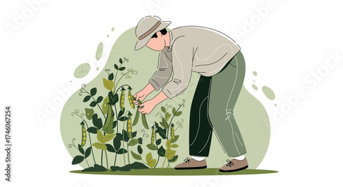 Harvesting Peas In A Garden Illustrative Scene Of Agricultural Activity
