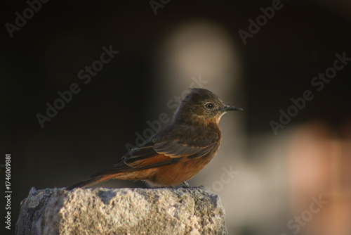 robin on a branch