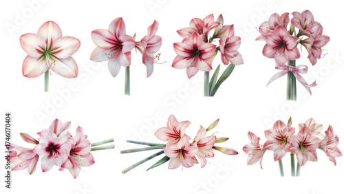 set of amaryllis flower on watercolor style