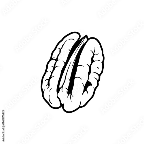 Detailed Illustration of a Pecan Nut