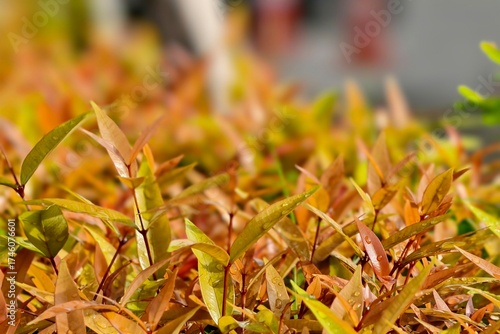 grass in the wind