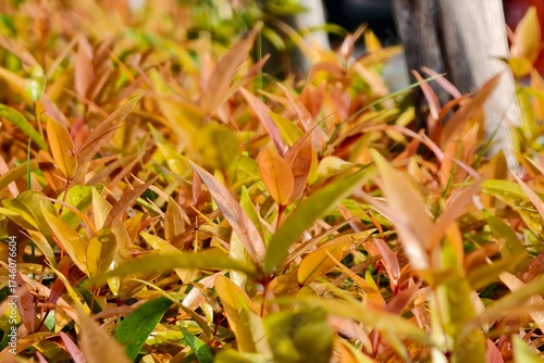 autumn leaves in the grass