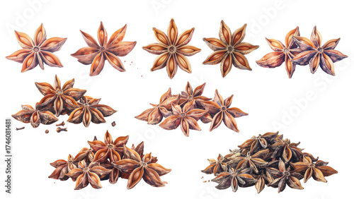watercolor Star anise spice isolated on white background