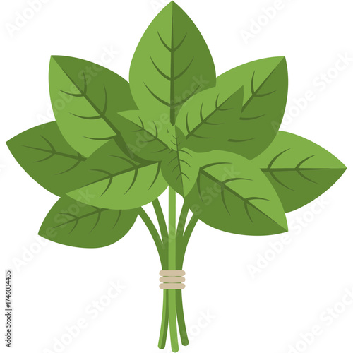 green basil leaves tied together on white clip art preview