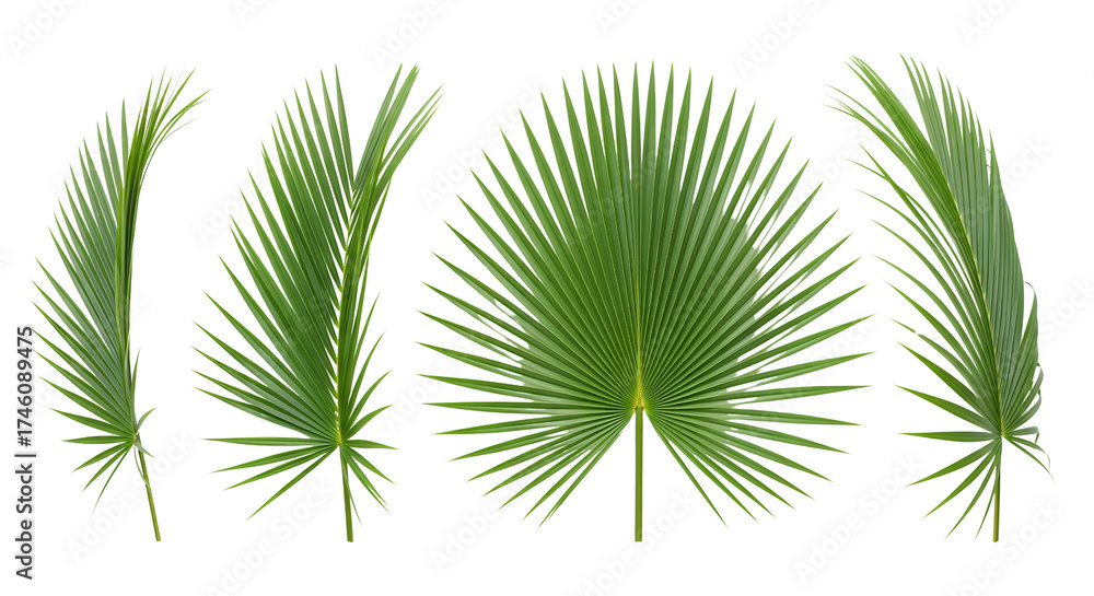 Obraz premium Fresh green coconut palm fronds, meticulously arranged horizontally, white background isolated