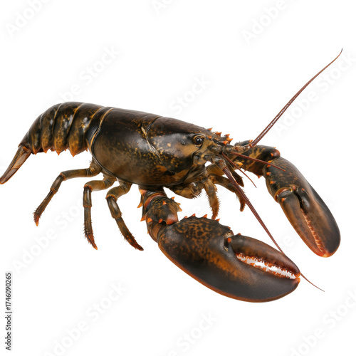 american lobster isolated on transparent background.