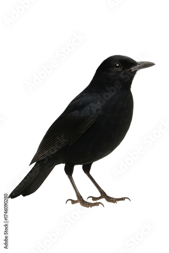blackbird isolated on transparent background, detailed image.