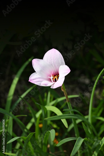 可憐な一輪のピンクのハブランサスの花