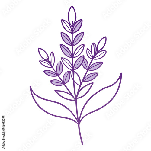lavender silk lilac lone art on white background