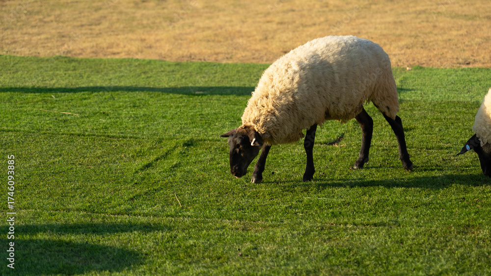 Fototapeta premium A Sheep's Afternoon Meal: A single sheep grazes peacefully on vibrant green grass with gentle light, embodying the essence of rural tranquility and natural beauty.