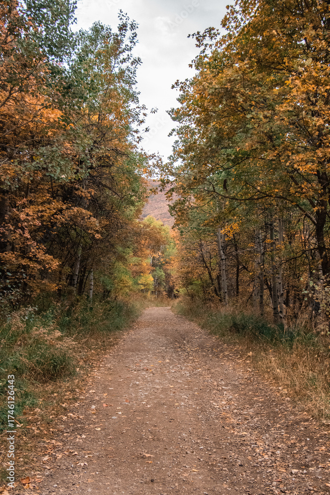 Fototapeta premium Stormy Autumn Fall Hiking Views at Snowbasin Ski Resort, Huntsville, Utah 
