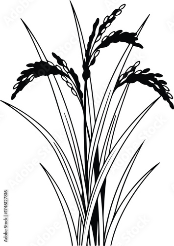 Illustrator Vector Rice paddy plant agriculture crop silhouette
