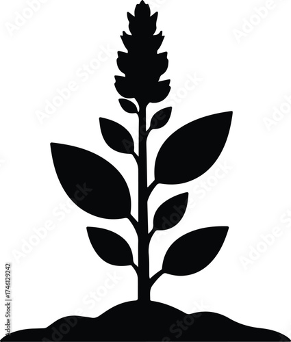 Illustrator Vector Zingiber plant growing with flower and leaves silhouette