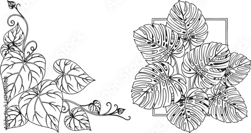 Monstera and vine leaves are sketched in black outlines on a transparent background