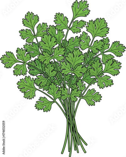 parsley isolated on white