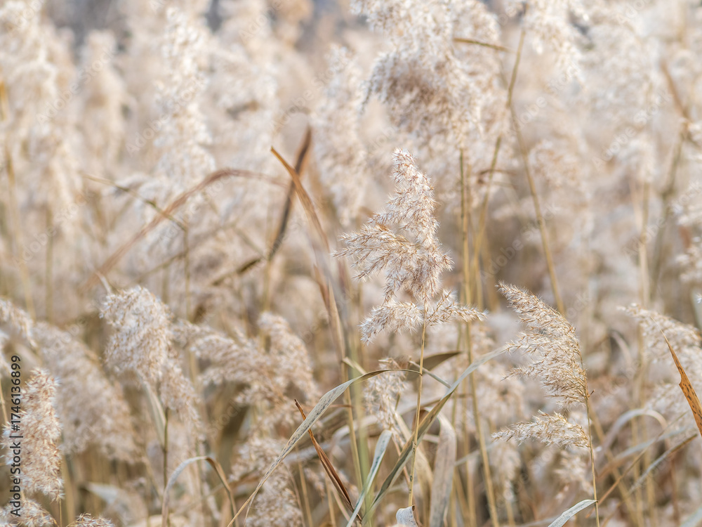 Fototapeta premium Yellow autumn fluffy feather grass with seeds on curved stems in light wind. Hello autumn concept. Natural background with copy space