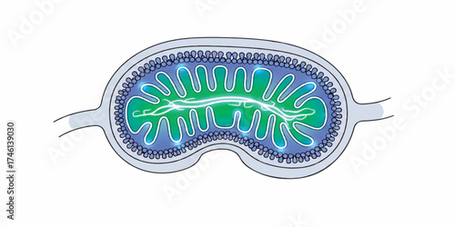Mitochondria Illustration with Clean Scientific Design