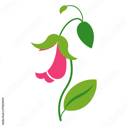 sweet pea flower on white background
