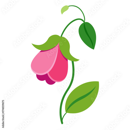 sweet pea flower on white background