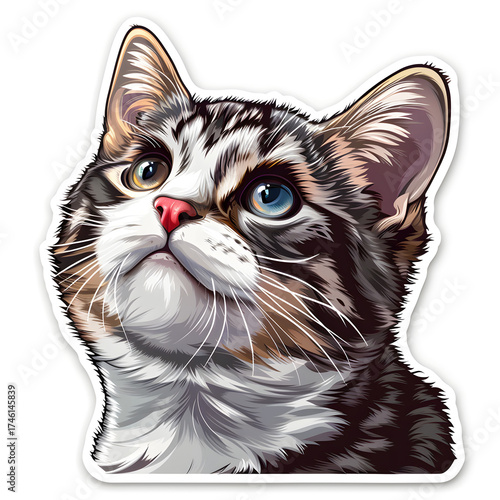 cat on white background